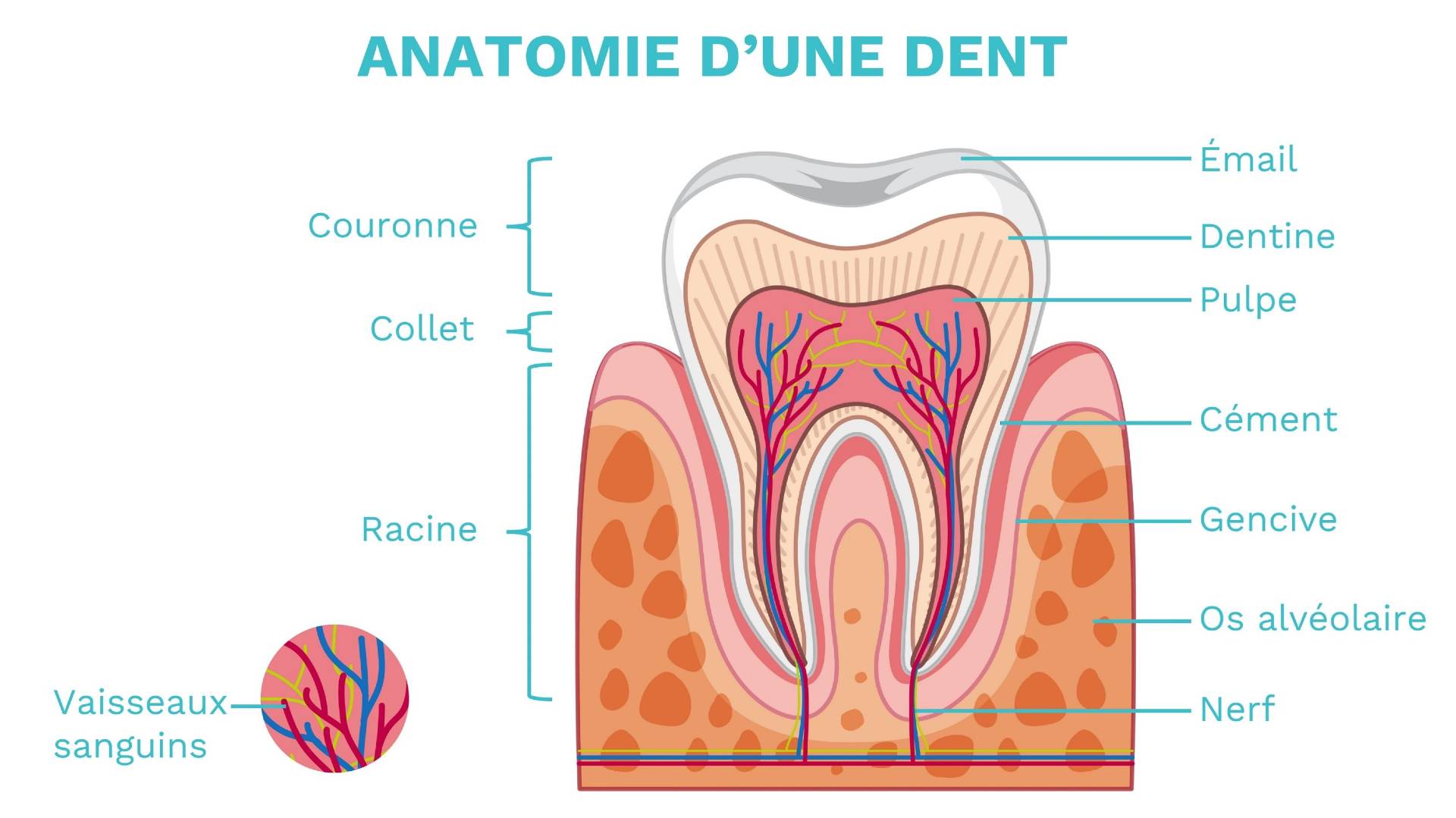 Quelles sont les différentes parties d'une dent