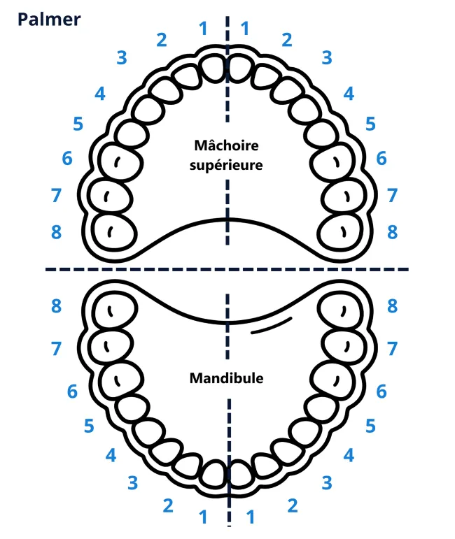 Numérotation dentaire Palmer
